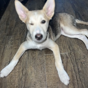 Fundraising Page: Nicole Baker